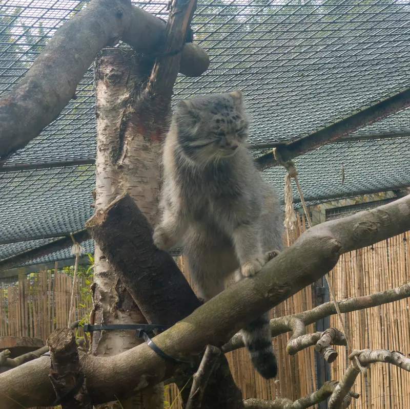 エディンバラ動物園のアキコの写真