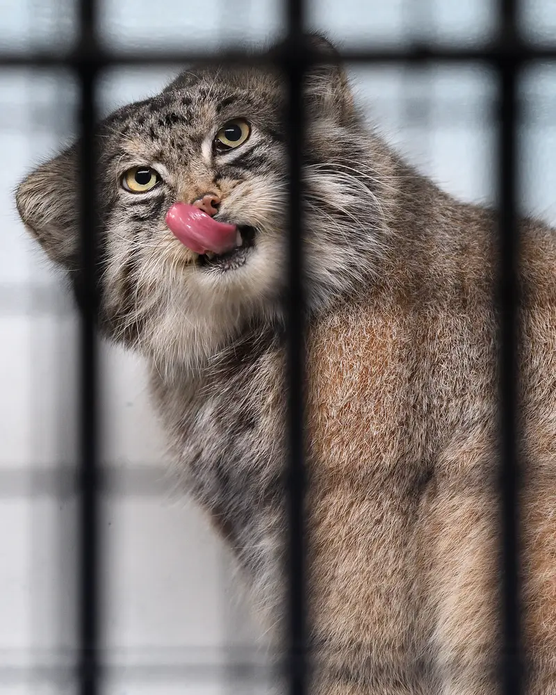 神戸市立王子動物園のイーリスの写真