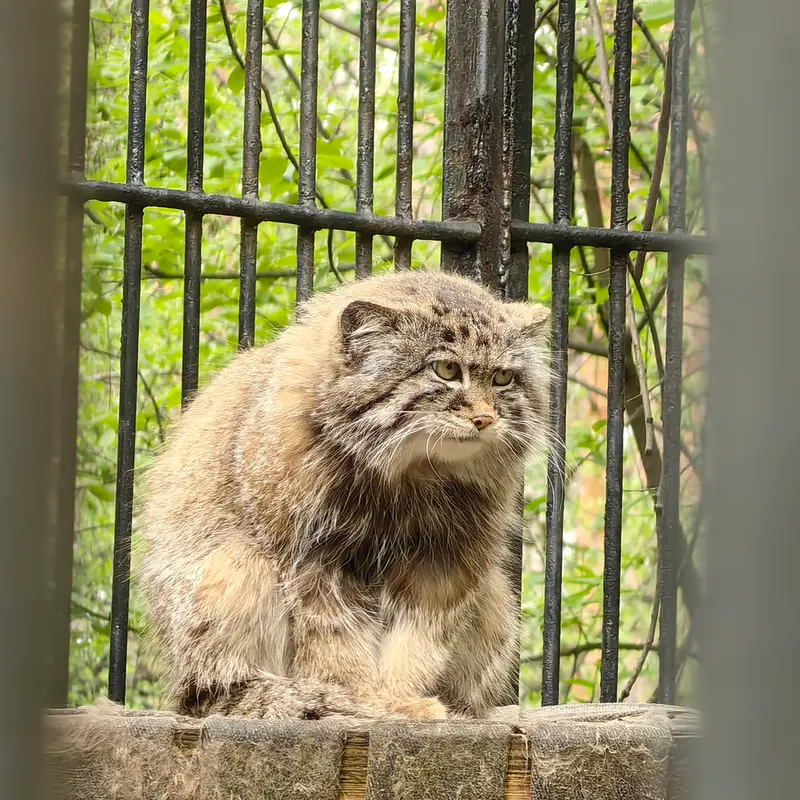 ノヴォシビルスク動物園のシルヴェスターの写真