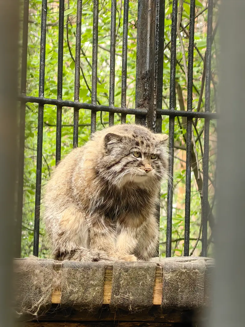 ノヴォシビルスク動物園のシルヴェスターの写真