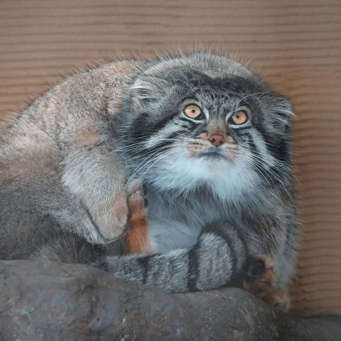 旭山動物園のグルーシャの写真