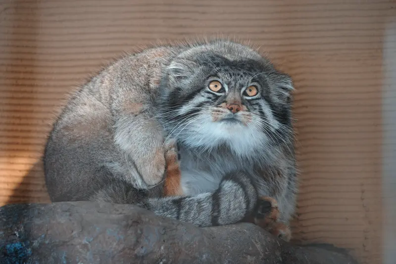 旭山動物園のグルーシャの写真