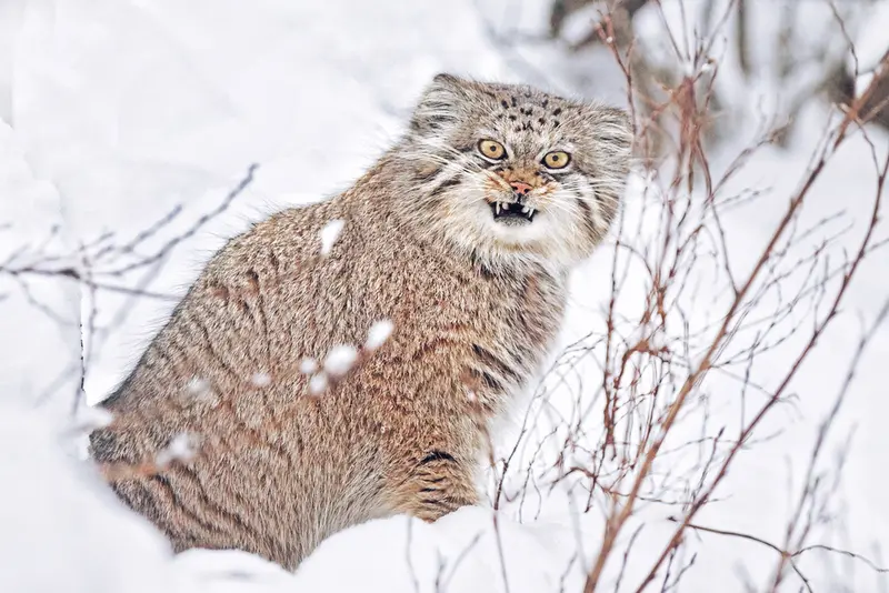 ヴロツワフ動物園のザリナの写真