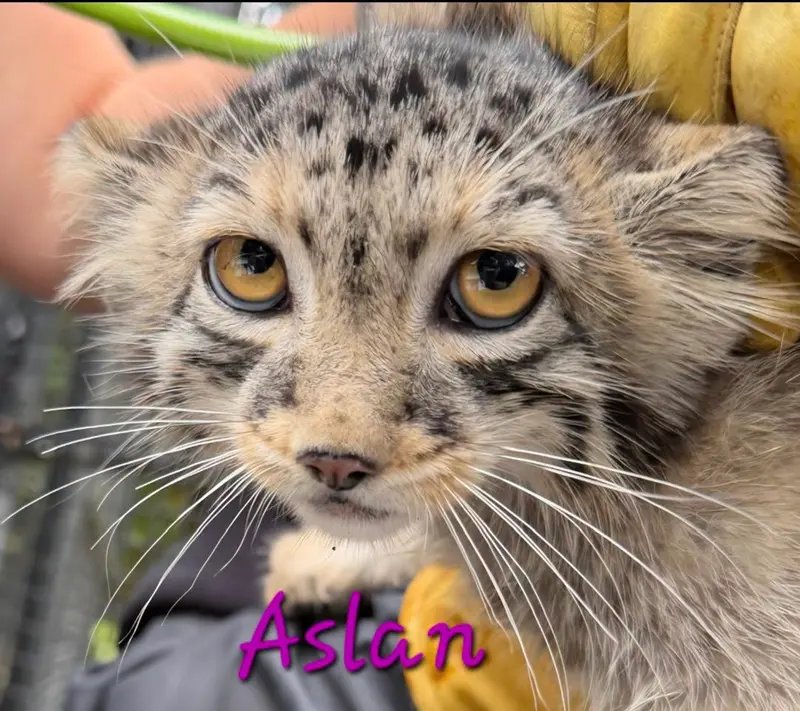 ニアビ動物園のアスランの写真