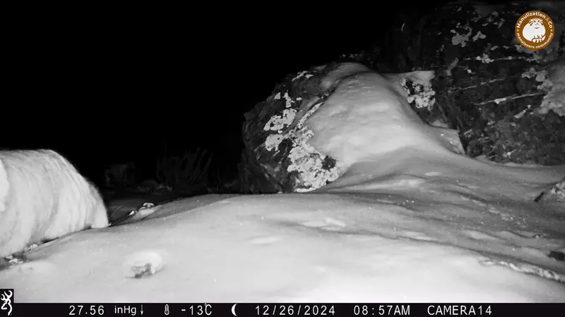 ジランディカメラトラップで撮影したOtocolobus manul manulの写真