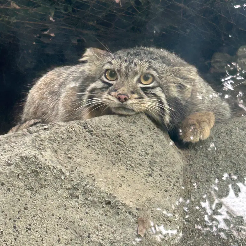 神戸どうぶつ王国のマヌルネコの写真