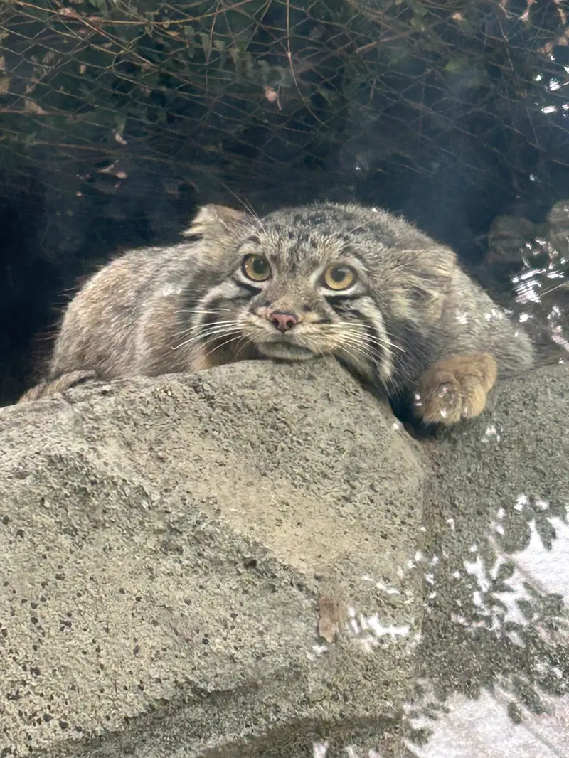 神戸どうぶつ王国のマヌルネコの写真