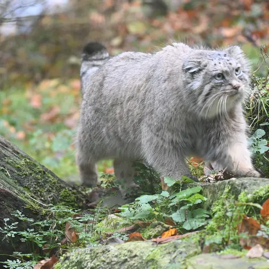 オペル動物園のフェイの写真
