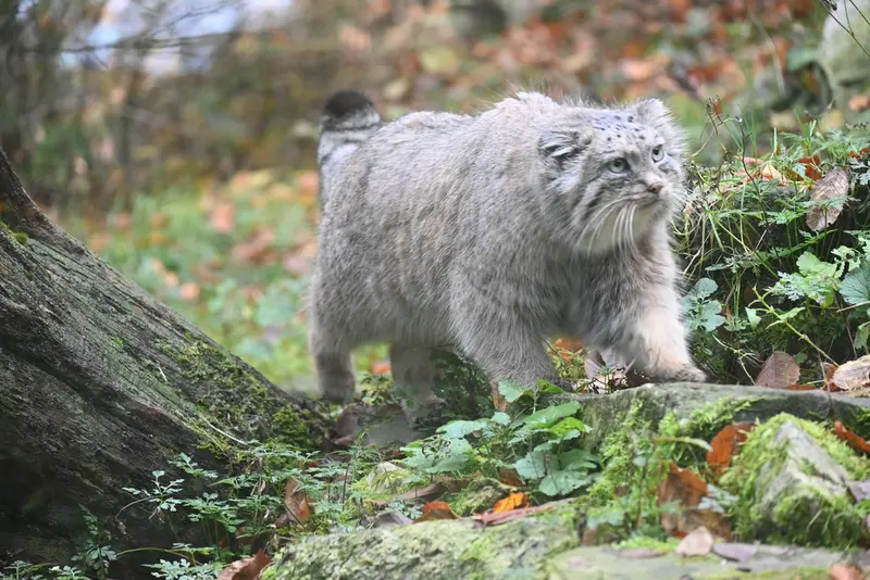 オペル動物園のフェイの写真