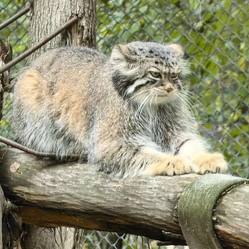 ノヴォシビルスク動物園のイヴの写真