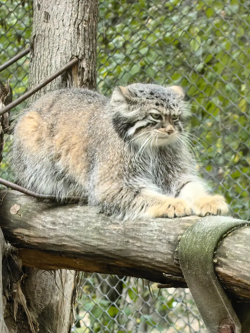 ノヴォシビルスク動物園のイヴの写真