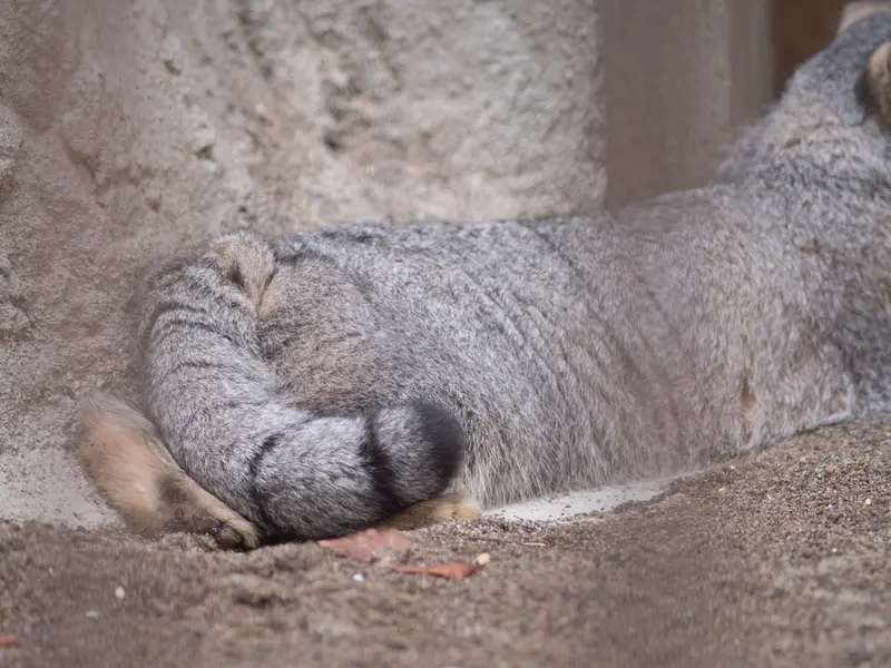 野毛山動物園のフィーガの写真