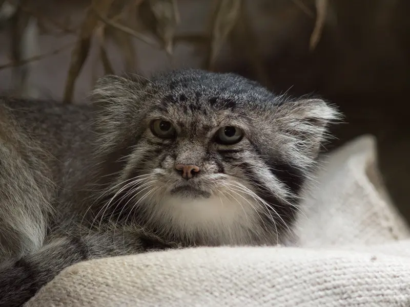 恩賜上野動物園のクリョンの写真
