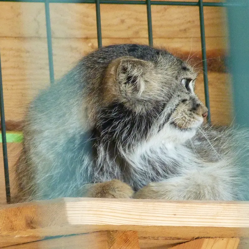 バルナウル動物園「レースナヤ・スカースカ」のペペの写真