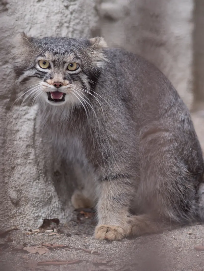 野毛山動物園のフィーガの写真