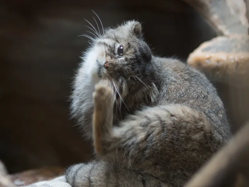 恩賜上野動物園のプリームラの写真