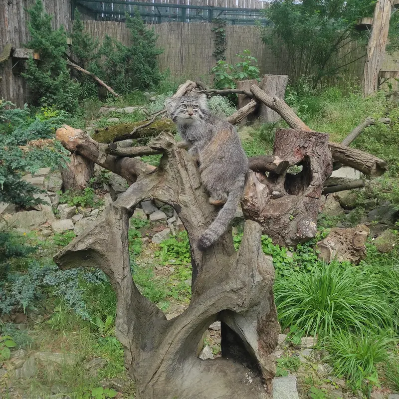 ヴロツワフ動物園のザリナの写真