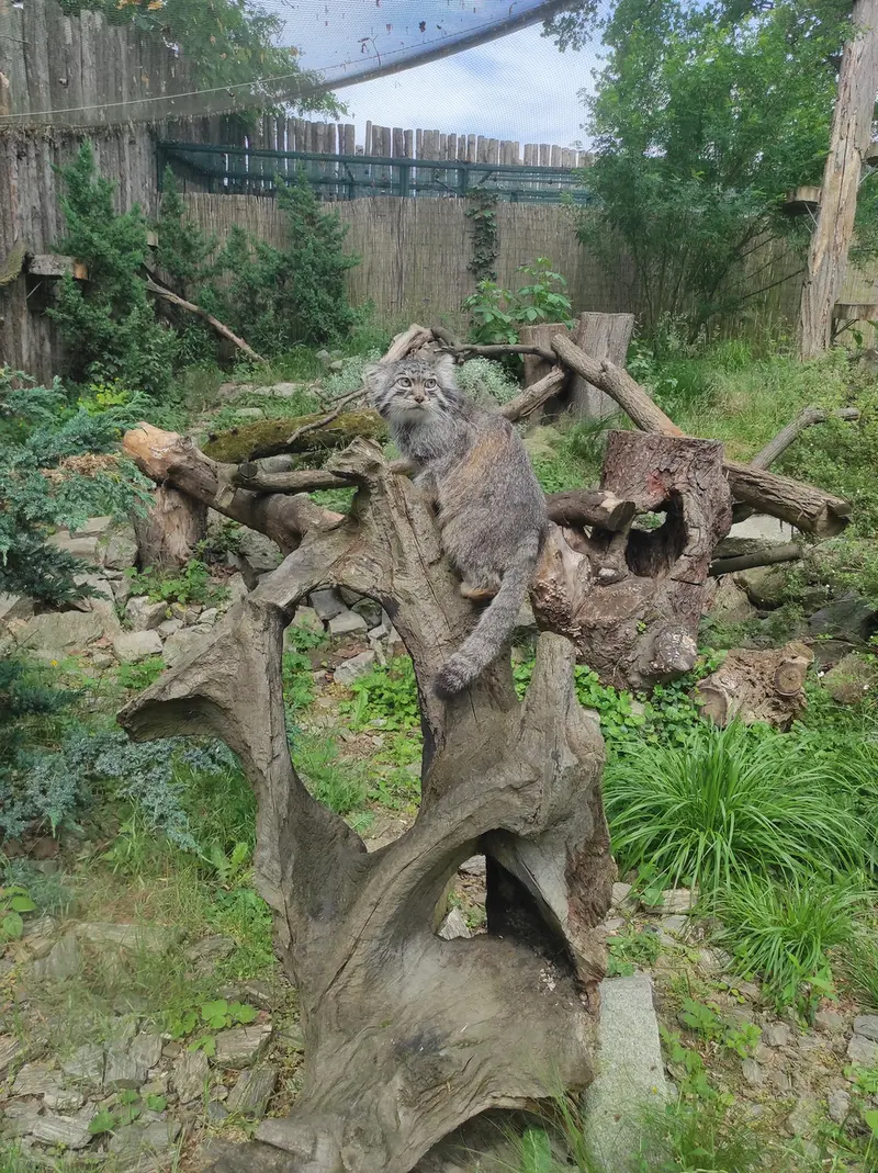 ヴロツワフ動物園のザリナの写真
