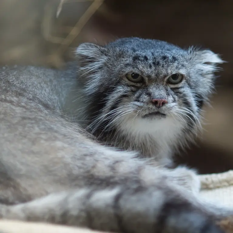 恩賜上野動物園のクリョンの写真