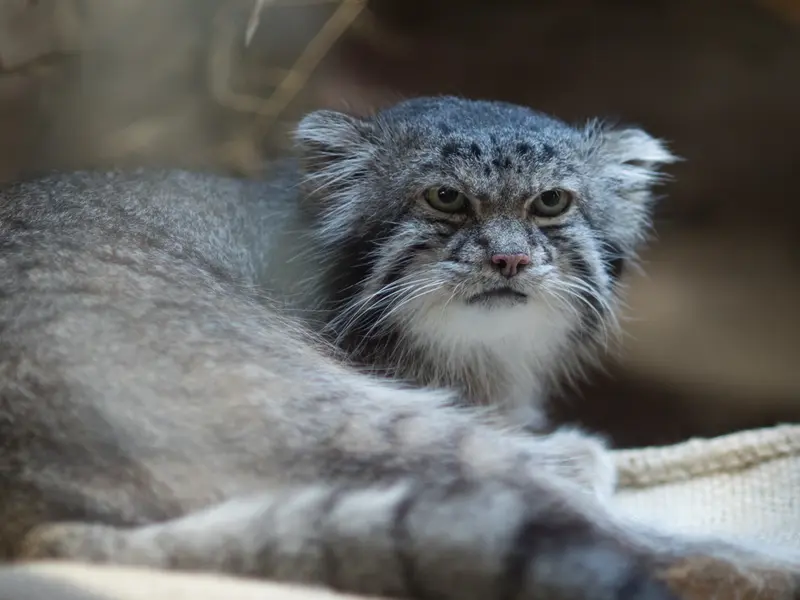 恩賜上野動物園のクリョンの写真