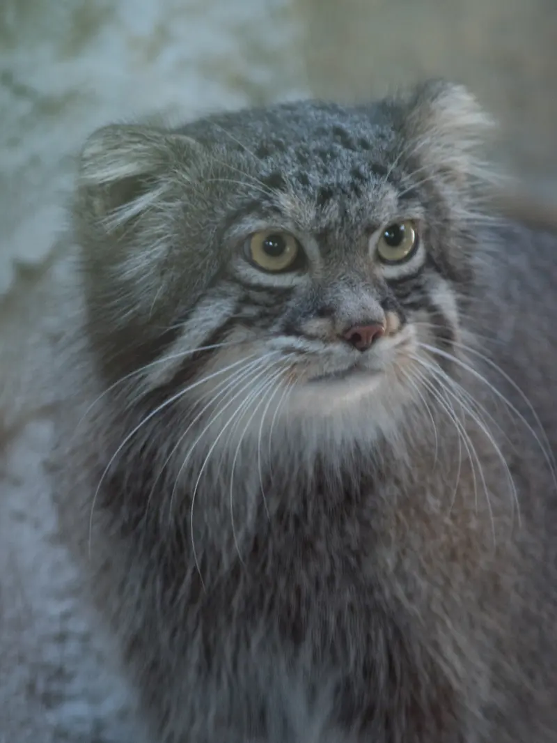 野毛山動物園のフィーガの写真