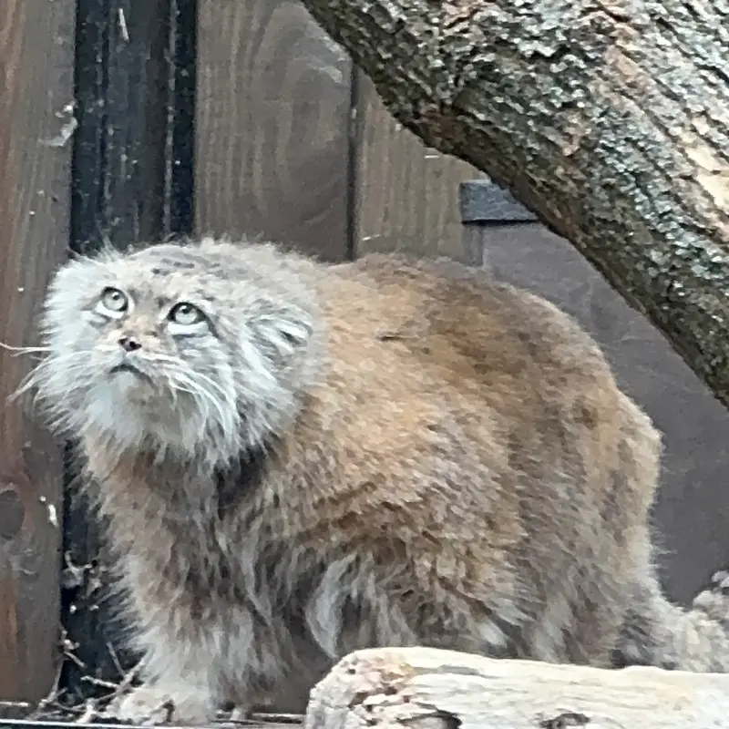 ワルシャワ動物園のジェシーの写真
