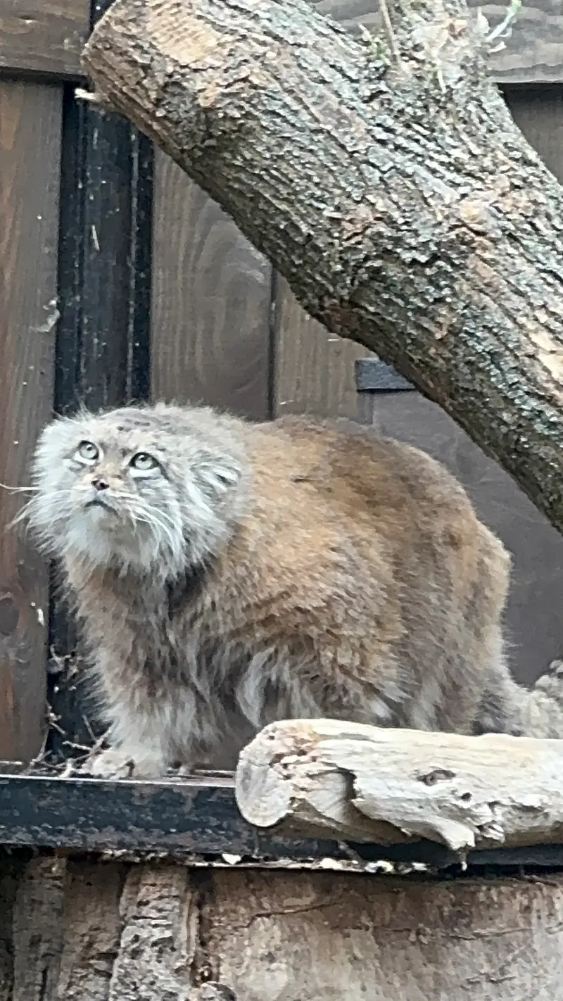 ワルシャワ動物園のジェシーの写真