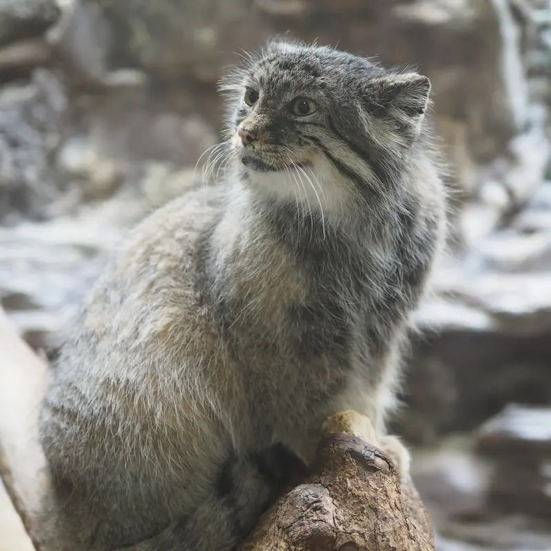 恩賜上野動物園のユスの写真