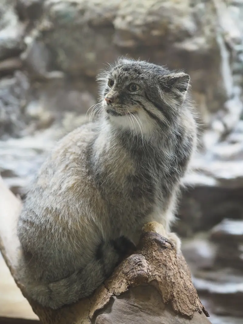 恩賜上野動物園のユスの写真