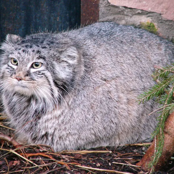 リガ動物園のマヌルネコ（2006年生まれ）の写真