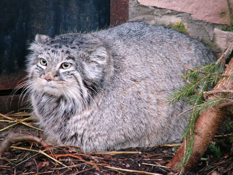 リガ動物園のマヌルネコ（2006年生まれ）の写真