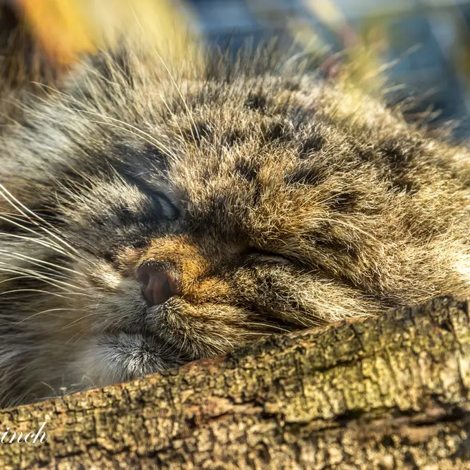 バナム動物園のバックの写真