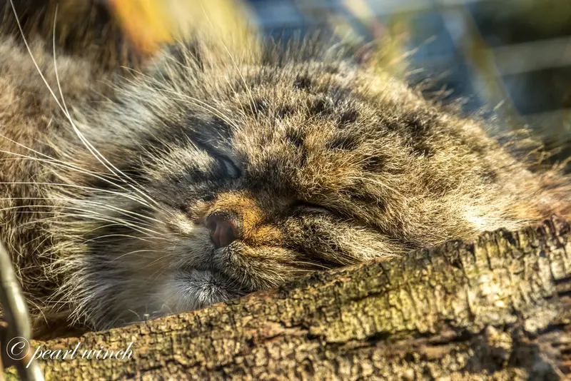 バナム動物園のバックの写真