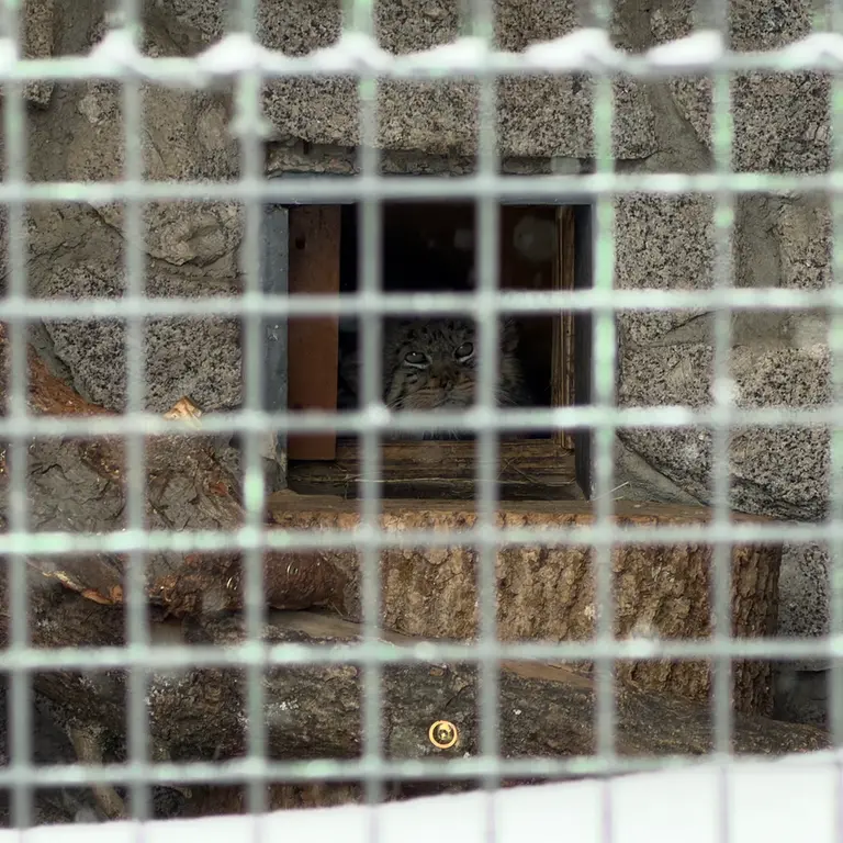 レニングラード動物園のスヴェンの写真