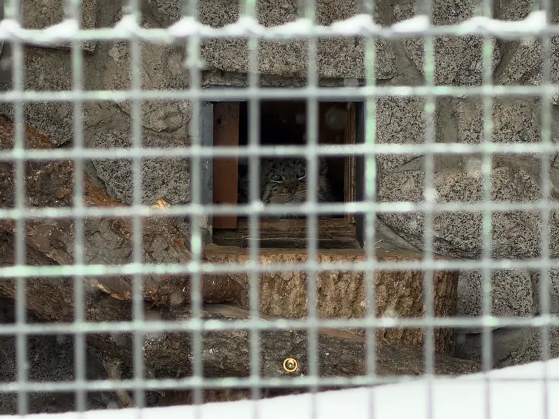 レニングラード動物園のスヴェンの写真