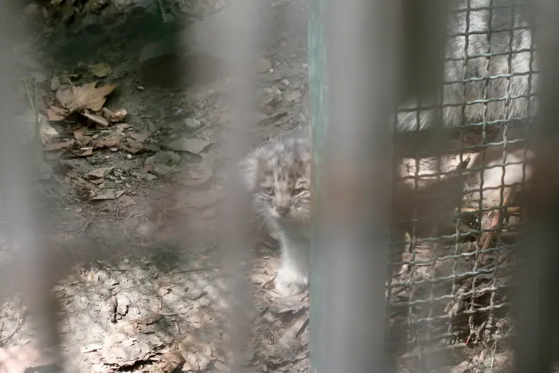 ブダペスト動物園・植物園のボリス Ⅱの写真