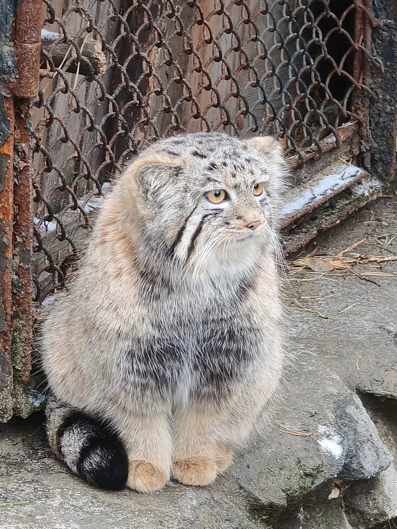 ノヴォシビルスク動物園のマヌルネコの写真