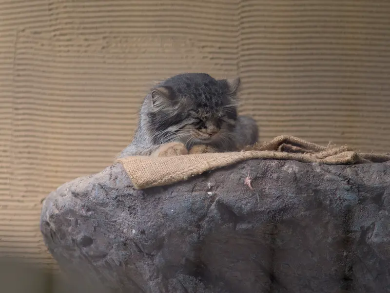 旭山動物園のヒデの写真