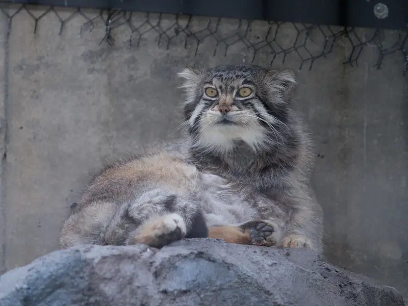 旭山動物園のグルーシャの写真