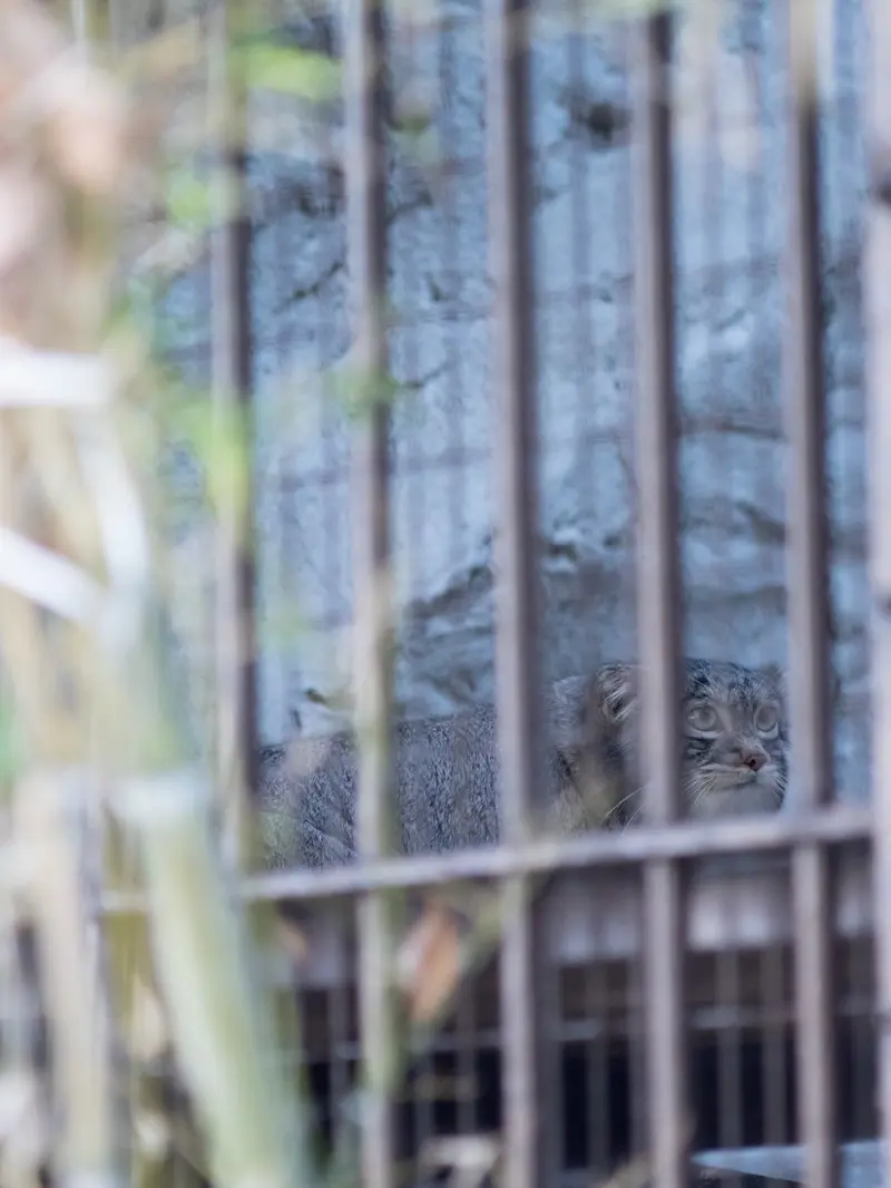 野毛山動物園のフィーガの写真