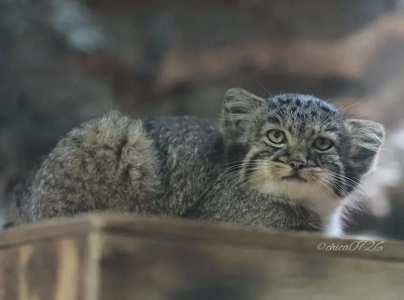 恩賜上野動物園のアブリコースの写真