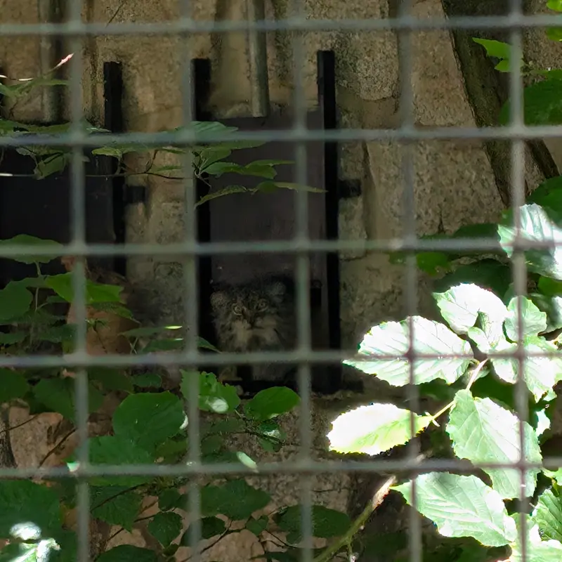 ケムニッツ動物園のペマの写真