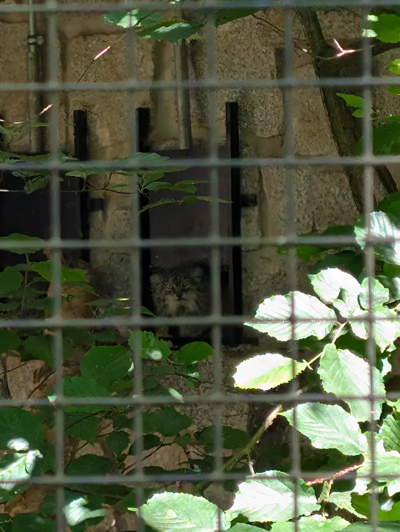 ケムニッツ動物園のペマの写真