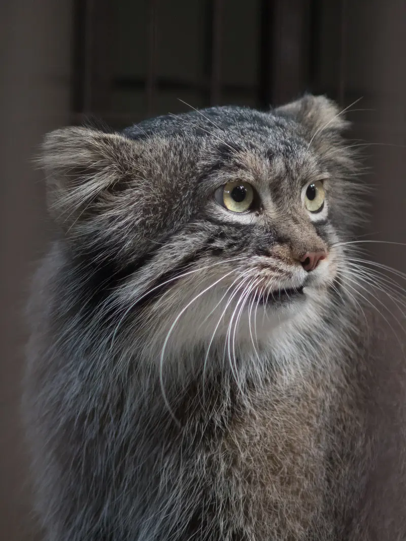 野毛山動物園のフィーガの写真