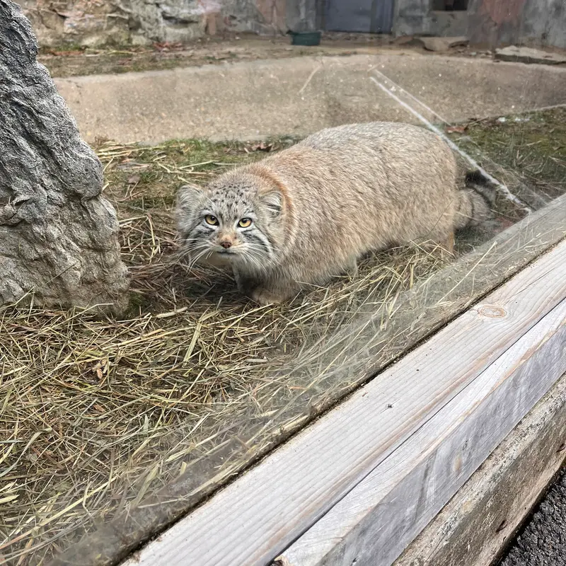 ビンガムトン動物園（ロス・パーク）のマカリの写真