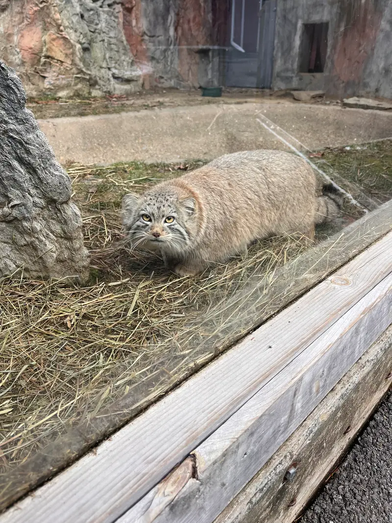 ビンガムトン動物園（ロス・パーク）のマカリの写真