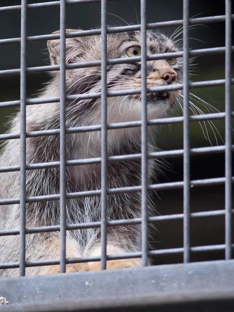 旭山動物園のヒデの写真