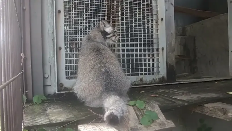東山動植物園のハニーの動画