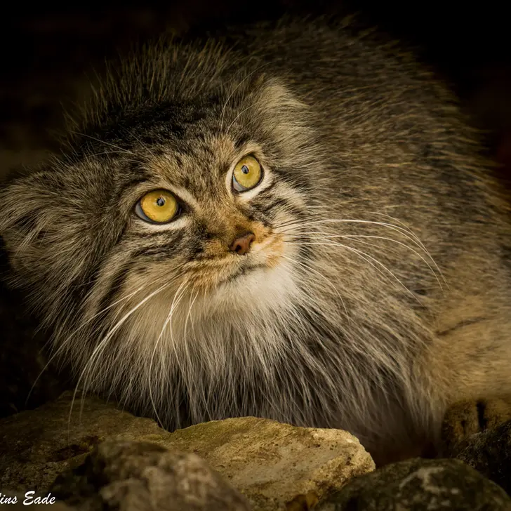 ビッグ・キャット・サンクチュアリのカラの写真
