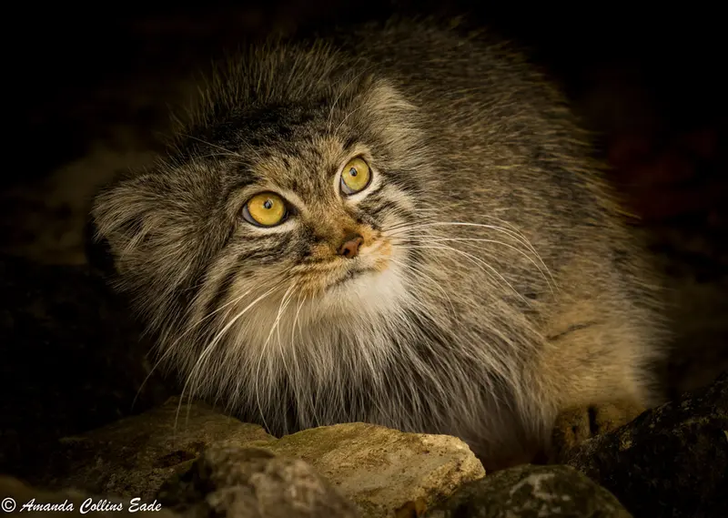 ビッグ・キャット・サンクチュアリのカラの写真